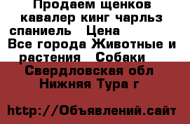 Продаем щенков кавалер кинг чарльз спаниель › Цена ­ 60 000 - Все города Животные и растения » Собаки   . Свердловская обл.,Нижняя Тура г.